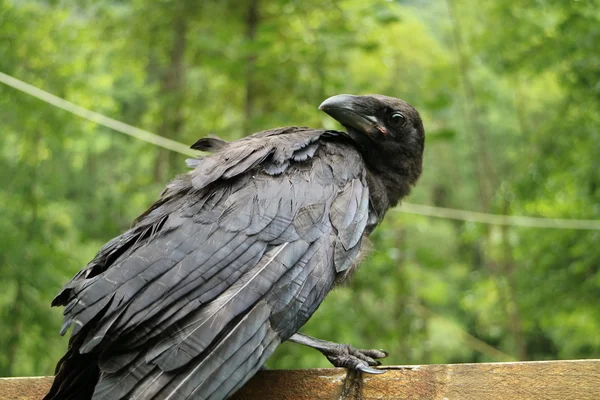 Corvo nero reale, primo piano — Foto Stock