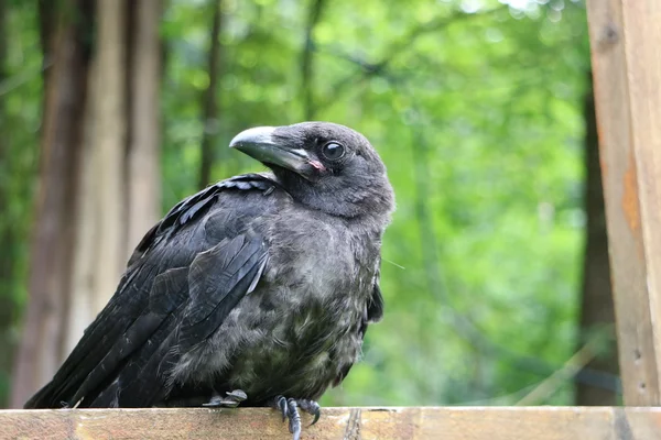 Royal black raven, closeup — Stock Photo, Image