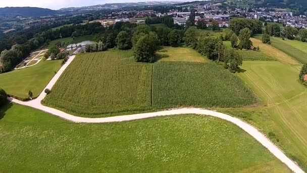 Кукурузное поле летом, Вид с воздуха — стоковое видео