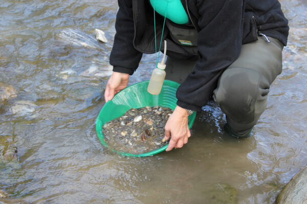 Gold Nugget mining from the River