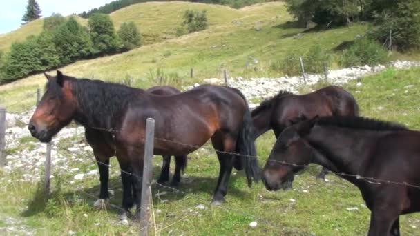 Chevaux dans la prairie — Video