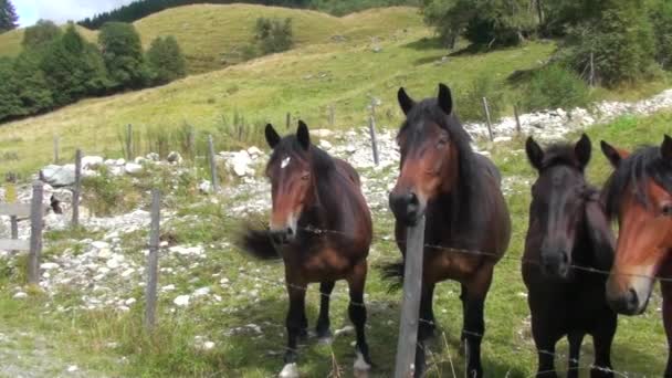 Caballos en la montaña — Vídeo de stock