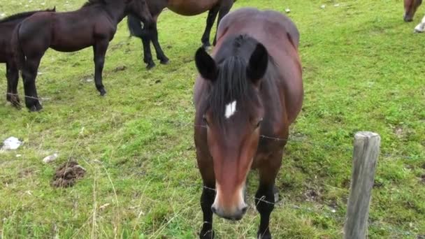 Caballos en los Alpes — Vídeos de Stock