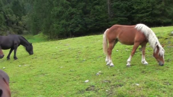 Chevaux dans la prairie — Video