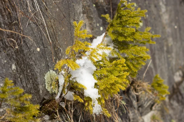 Pequeños árboles y musgo colorido crecen en la roca costera, derritiendo la nieve . — Foto de Stock