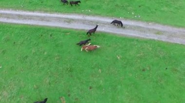 at üzerinde büyük bir çim besleme