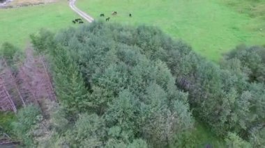 sıcak yaz günbatımı üzerinde çim besleme at