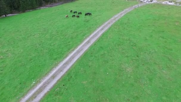 Chevaux vue aérienne, Norika d'Autriche, Rauris — Video