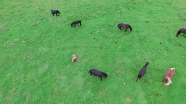 Çayırda ausria atları