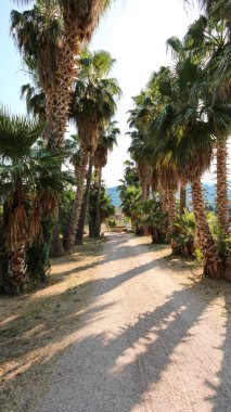 Balear Adaları Mallorca, Finca Akdeniz mimarisi