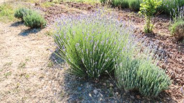 Balear Adaları Mallorca, Finca Akdeniz mimarisi