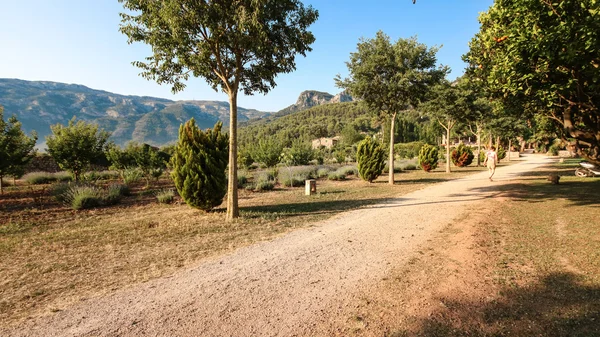 Mallorca Akdeniz Bahçe Finca Balear Adaları