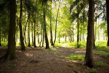 Ağaçlı orman yeşili manzara, yapraklı dallar