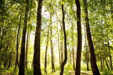 Yaz ormanı manzarası. Doğadaki güneşin parlak ışığı..