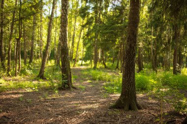 Orman gündüz yaz manzarası ağaçlarla, dallarla yapraklarla