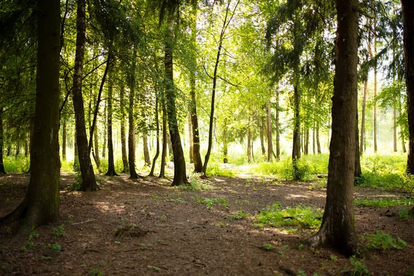 Лесной Зеленый Пейзаж Деревьями Ветви Листьями — стоковое фото