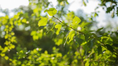  Yeşil arka planda yeşil güneşli yapraklar