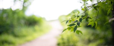 Yeşil bokeh bulanık, güneşli, aydınlık orman arka planında yapraklar var. Bahar ve yaz.