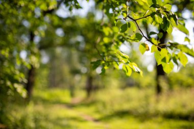 Yeşil yapraklı sabah ormanı
