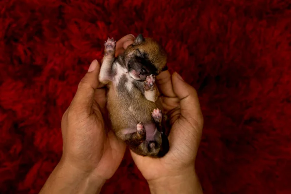 Nærbillede Nyfødt Shiba Inu Hvalp Japansk Shiba Inu Hund Hvalp - Stock-foto