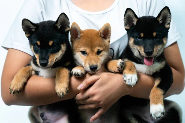 Una Niña Sosteniendo Tres Cachorros Shiba Inu — Foto de Stock