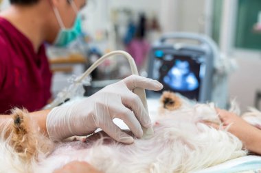 Ultrasonla muayene edilen Malta 'lı bir köpeğin karnı. Veteriner ultrason yapıp hayvanların sağlığını analiz ediyor. Ultrasonla köpek yavrusu izlemek..