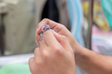 Muhabbet kuşları egzotik hayvanlardır. Muhabbet kuşu Forpus veteriner muayene odasında..