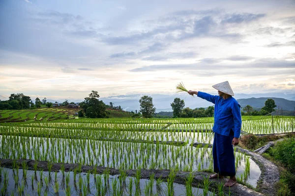 Agricultores Cultivando Terrazas Arroz Ban Bong Piang Mae Chaem Chiangmai — Foto de Stock