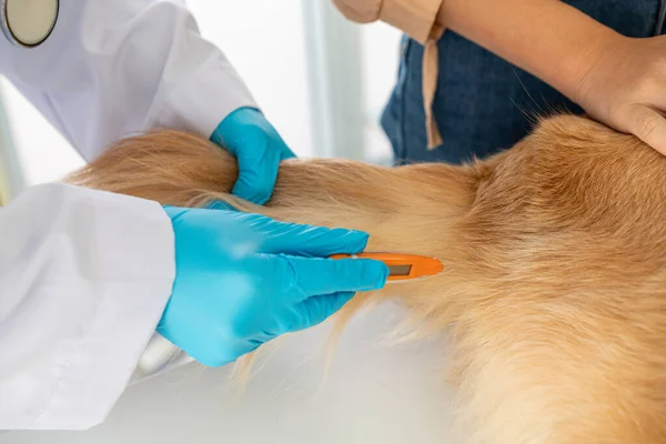 A veterinarian is measuring a dog\'s fever with a digital fever thermometer.