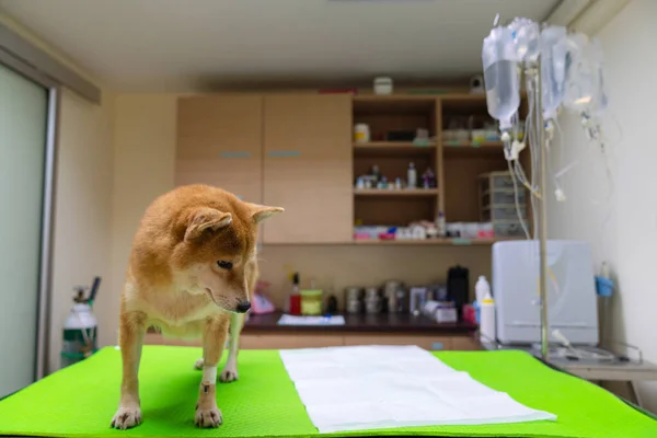 Pies Shiba Inu Jest Chory Pies Shiba Inu Jest Pokoju — Zdjęcie stockowe