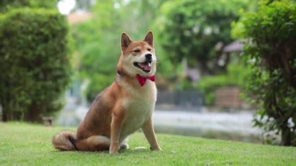 Evcil Hayvan Aşığı Shiba Inu Köpek Çiftliği Baharda Parkta — Stok video