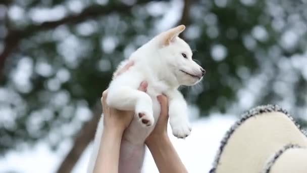 Amante Mascotas Mujeres Asiáticas Llevando Shiba Inu Blanco Hokkaido Inu — Vídeo de stock