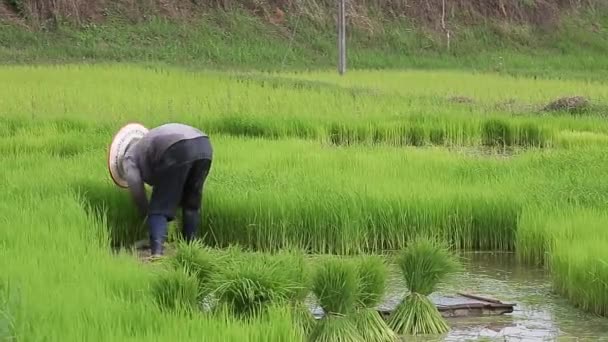 Lifestyle Des Asiatischen Konzepts Bauern Die Auf Wiesenterrassen Wirtschaften Bauern — Stockvideo