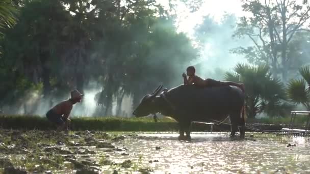 Bauern Duschen Büffel Und Kinder Nach Dem Pflügen Die Lebensweise — Stockvideo