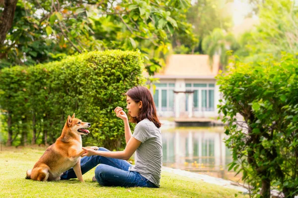 An Asian woman is sitting with a dog. A young woman is training a Shiba Inu in a park.