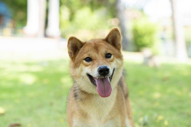 Shiba Inu köpeği parktaki sahibine bakıyor..