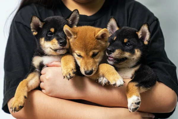 Una Chica Abrazando Perro Shiba Inu Una Niña Sosteniendo Tres — Foto de Stock