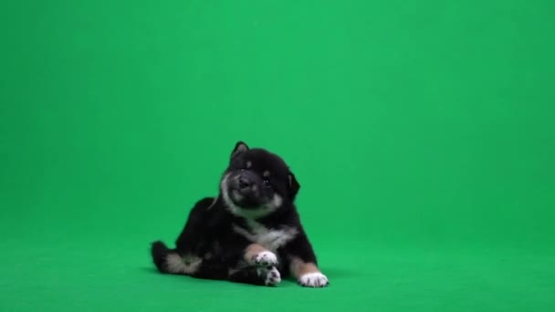 Shiba Inu Dog Jugando Fondo Pantalla Verde Perro Japonés Pantalla — Vídeo de stock