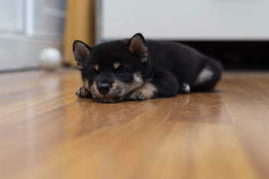 Oturma odasında siyah bir Shiba köpeği yatıyor..