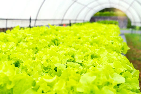Growing Salad. growing salad in container. vegetable garden. Organic vegetables salad farm. butterhead Growing.