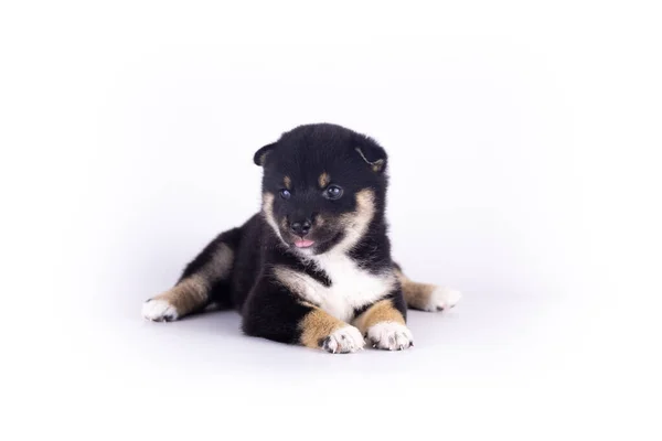 Black Tan Shiba Inu Puppy Lying White Background — Stock Photo, Image