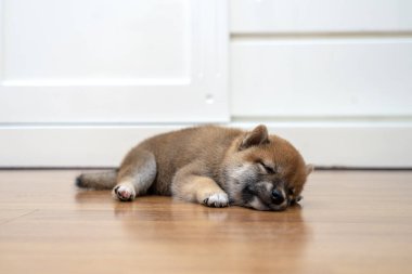 Odada yatan bir Shiba Inu köpeği. Shiba inu tahta zeminde uyur..