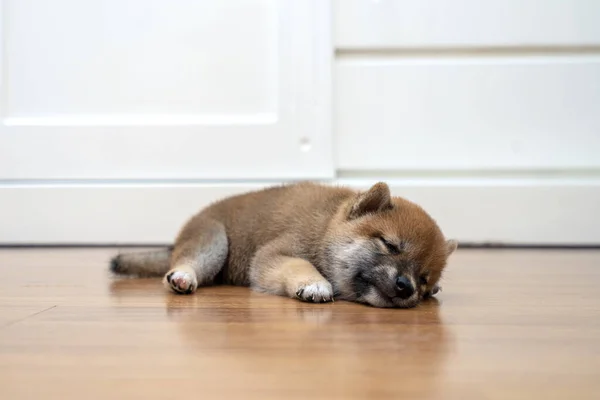 Shiba Inu Puppy Lying Room Shiba Inu Sleep Wood Floor — Stock Photo, Image