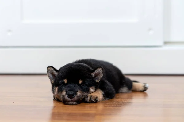 部屋には柴犬の子犬が横たわっていた 芝犬は木の床で寝る — ストック写真