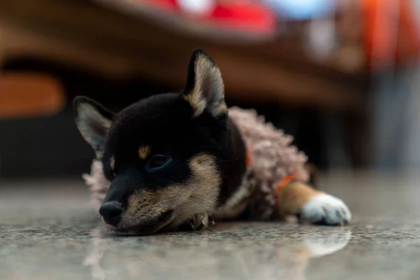 Shiba Dog Sleeping Lonely Granite Tile Floor — Stock Photo, Image