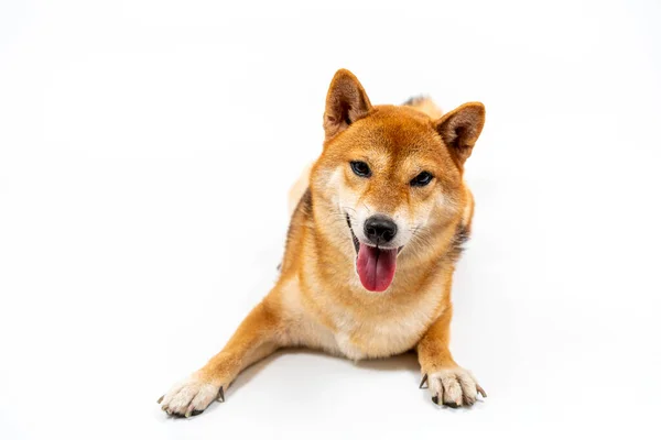 Beyaz Arka Planda Oturan Bir Shiba Japon Köpeği — Stok fotoğraf