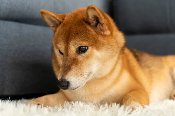 Una Shiba Seduta Salotto Cane Giapponese — Foto Stock