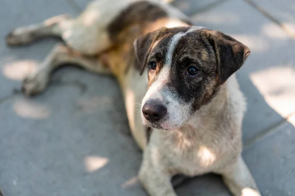 Chien Traîneau Couché Sur Sol — Photo