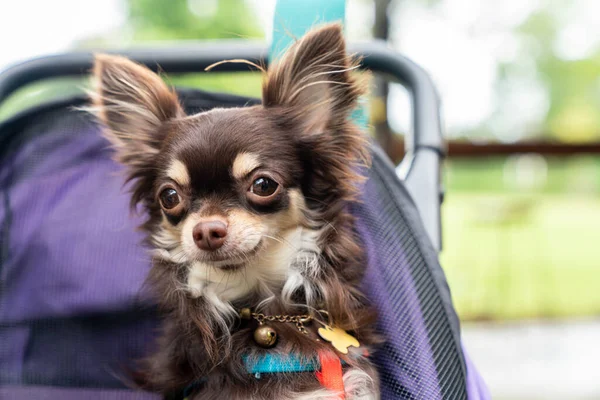 A black Chihuahua sitting on a stroller in the park.
