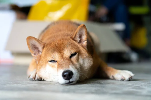 Pes Shiba Spí Pokoji Japonský Pes Spí — Stock fotografie
